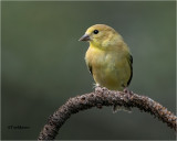 American Goldfinch