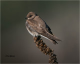Northern Rough-winged Swallow