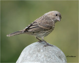 House Finch