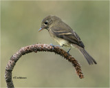  Pacific-slope Flycatcher 