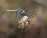  Blue Dasher 