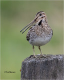 Wilson's Snipe