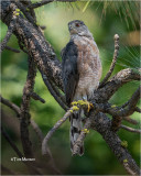 Cooper's Hawk