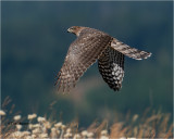 Cooper's Hawk