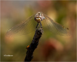  Variegated Meadowhawk 