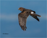 Northern Harrier
