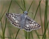 Common Checkered Skipper