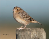Grasshopper Sparrow