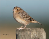  Grasshopper Sparrow 