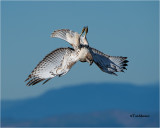 Red-tailed Hawk