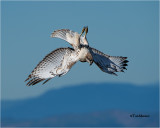  Red-tailed Hawk 