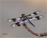 Eight-spotted Skimmer