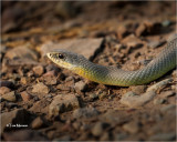  Eastern Yellow-bellied Racer 