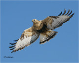  Rough-legged Hawk  (banded)