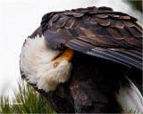  Bald Eagle 