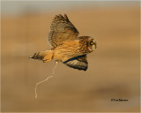  Short-eared Owl