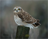  Short-eared Owl 