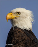  Bald Eagle 