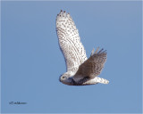  Snowy Owl 