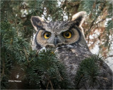  Great Horned Owl 