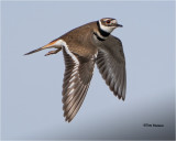  Killdeer 