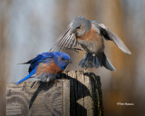  Western Bluebirds 