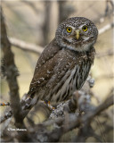 Northern  Pygmy Owl 