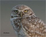  Burrowing Owl 