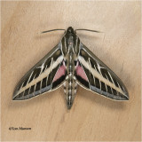  White-lined Sphinx 