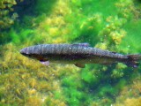 Forel2410.jpg