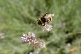 Hommel-bloem.jpg