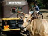 india-5061.jpg