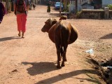 india-6068.jpg