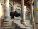 india-6162.jpg