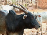 india-6714.jpg