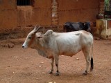 india-6727.jpg