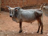 india-6728.jpg