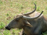 india-7094.jpg