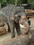 india-9463.jpg