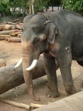 india-9480.jpg