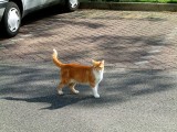 Katje-poes44.jpg
