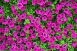 Diep-roze44.jpg