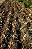 Grond-stenen-ploeg09.jpg