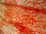 Polyester029.jpg