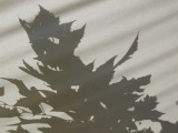 Shadow2681.jpg