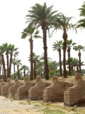 Egypt1481.jpg
