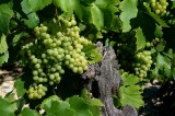 Druivelaar082.jpg
