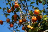 Fruit7942.jpg
