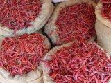 india-9768.jpg