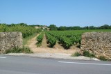Wijngaard-muur02.jpg